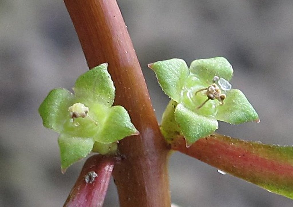 Ludwigia palustris